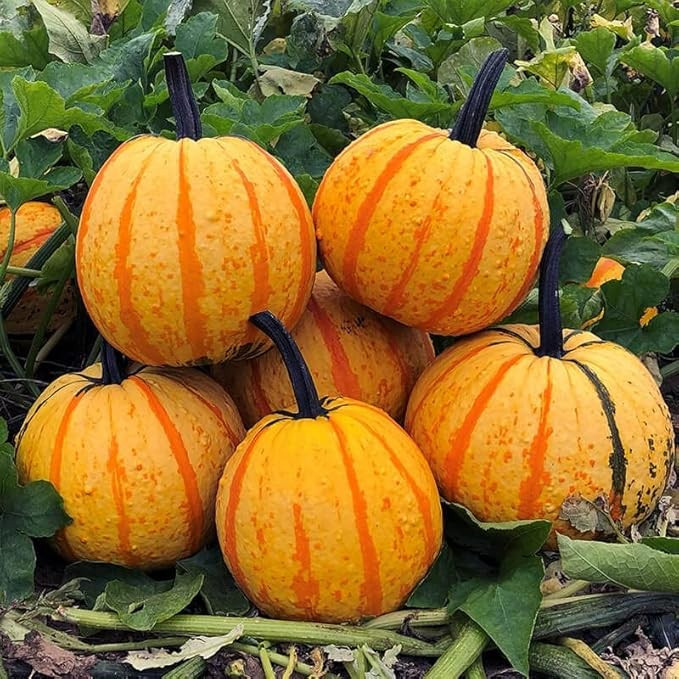 12+ Candy Corn Pumpkin Seeds — Bright Color ——- FRESH