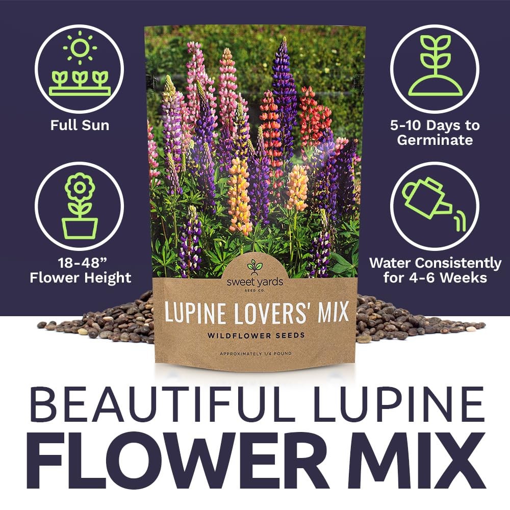 Bulk Lupine Mix Wildflower Seeds 1/4 Pound Bag Over 4,500 Untreated Annual