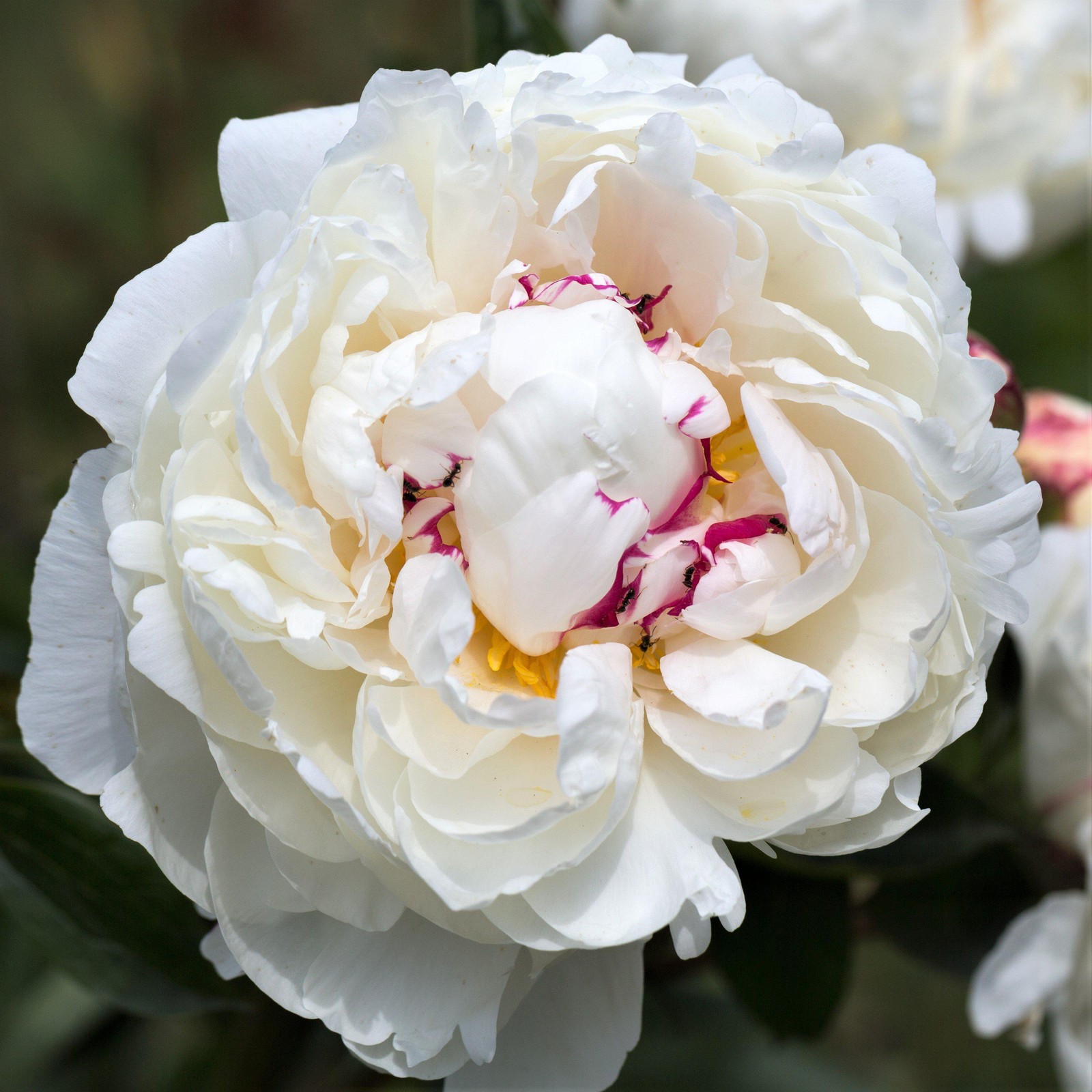 Easy to Grow Peony Festiva Maxima 1 Root Division – Spring Blooms, Easy to Grow