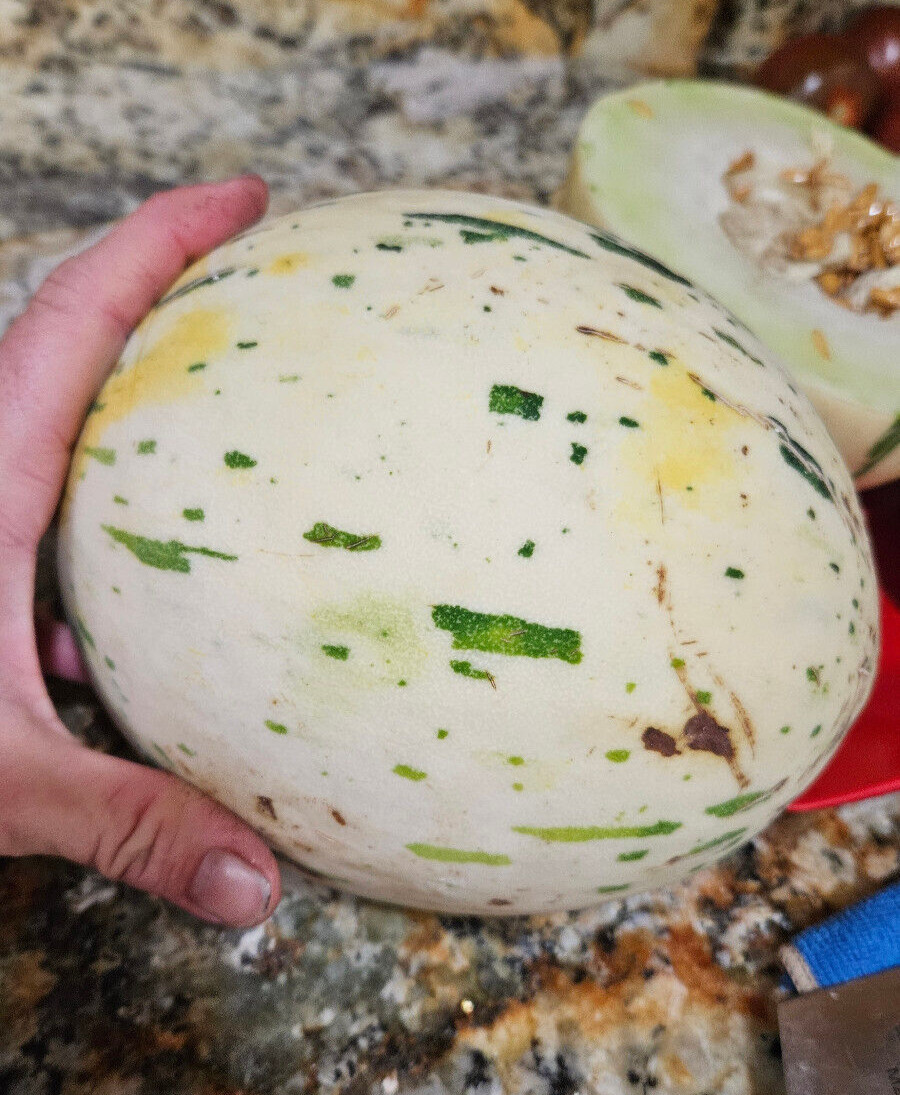 DYNO MELON Seeds (25) / DINOSAUR EGG MELON / SUPER RARE FRUIT