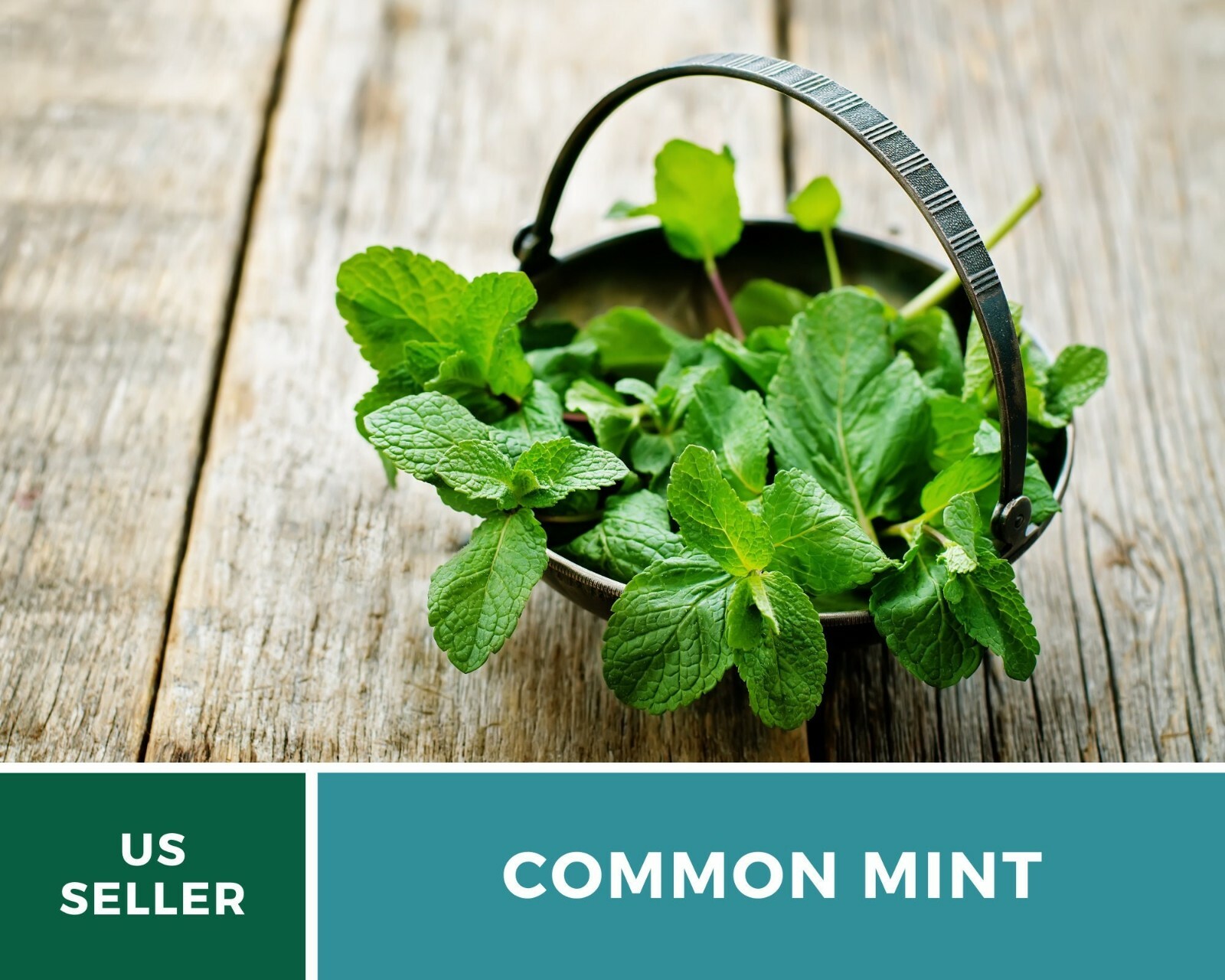 Mint, Common – Heirloom Seeds – Medicinal & Culinary Herb – GMO Free (Mentha spp