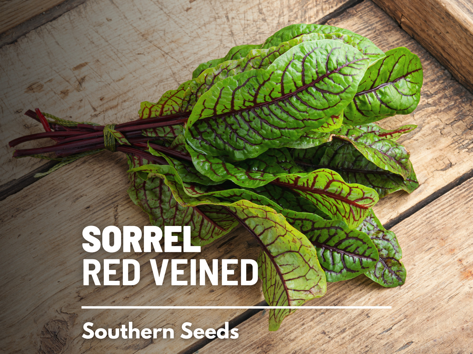 Sorrel, Red Veined – Heirloom Seeds – Culinary Salad Green (Rumex sanguineus)