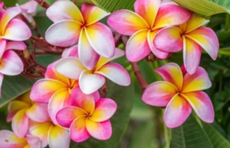 10 MIXED COLORS PLUMERIA Seeds – Lei Flower Frangipani Free Shipping