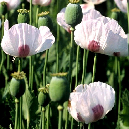 Tasmanian Papever Somniferum Poppy Seeds for Planting: 2,500+ Organic, Untreated