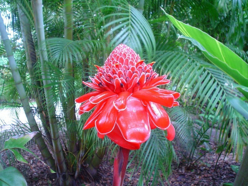 Etlingera elatior Pink | Torch Ginger | Combrang | Wax Flower | 10_Seeds