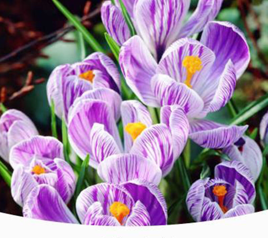 25pc CROCUS SAFFRON SEEDS Garden Plant Flower exotic USA seller FREE shipping