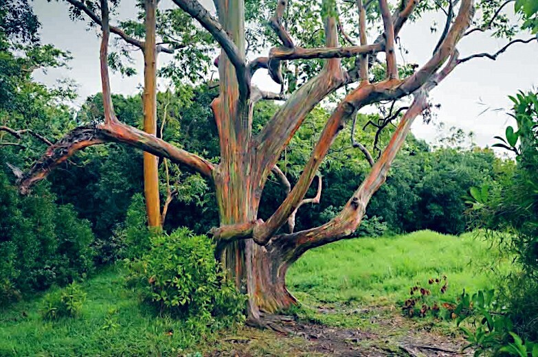 50 Rainbow Eucalyptus deglupta Tree Seeds Fast Tropical Indonesian Mindanao Gum