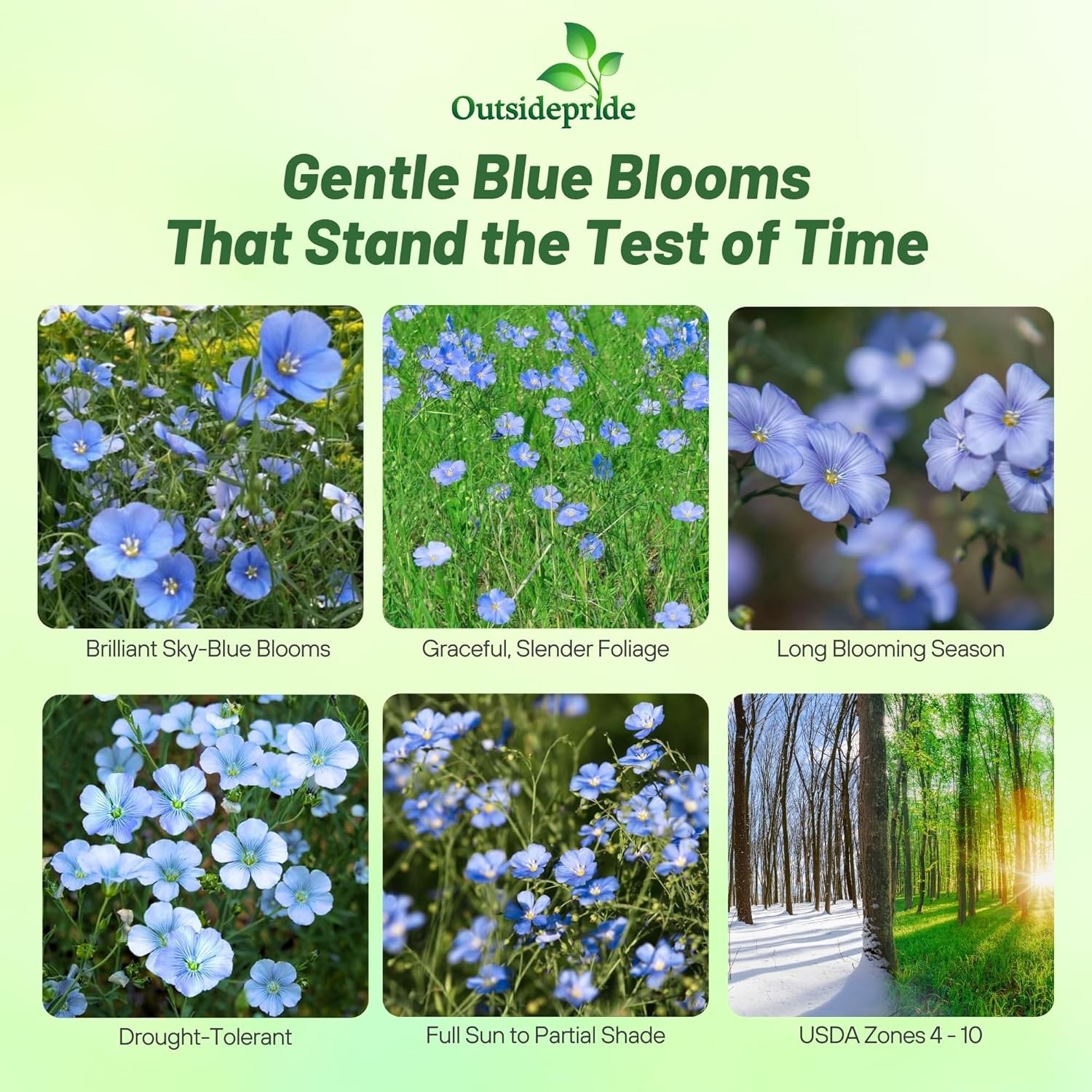 1000 Seeds Linum Usitatissimum Sky Blue Flax Drought Tolerant Plant Seed