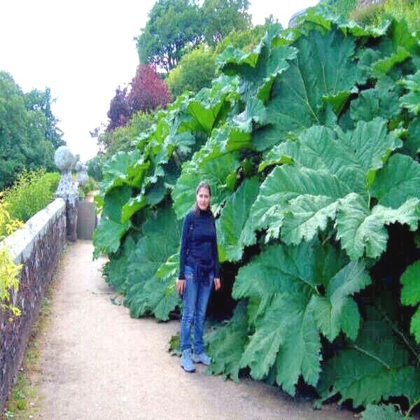 GUNNERA MANICATA SEEDS “Dinosaur Food” Giant Hardy Exotic Flower Plant RARE!