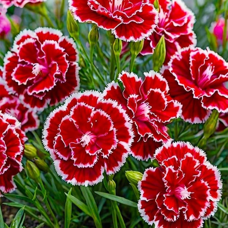 1000pcs Carnation Seeds – Fragrant Clove Pinks, Heirloom Mix with 8 Colors, L…