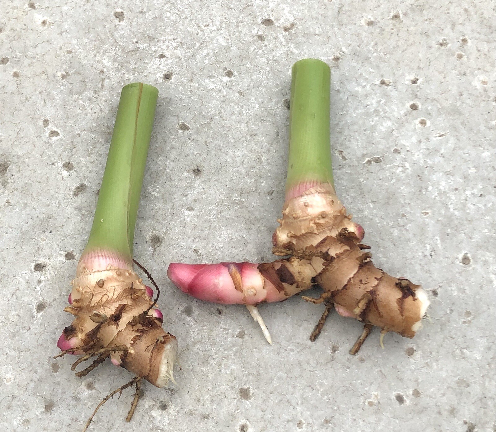 White Butterfly Ginger Rhizome Bulbs Fresh Tubers (2) Hawaiian Tropical