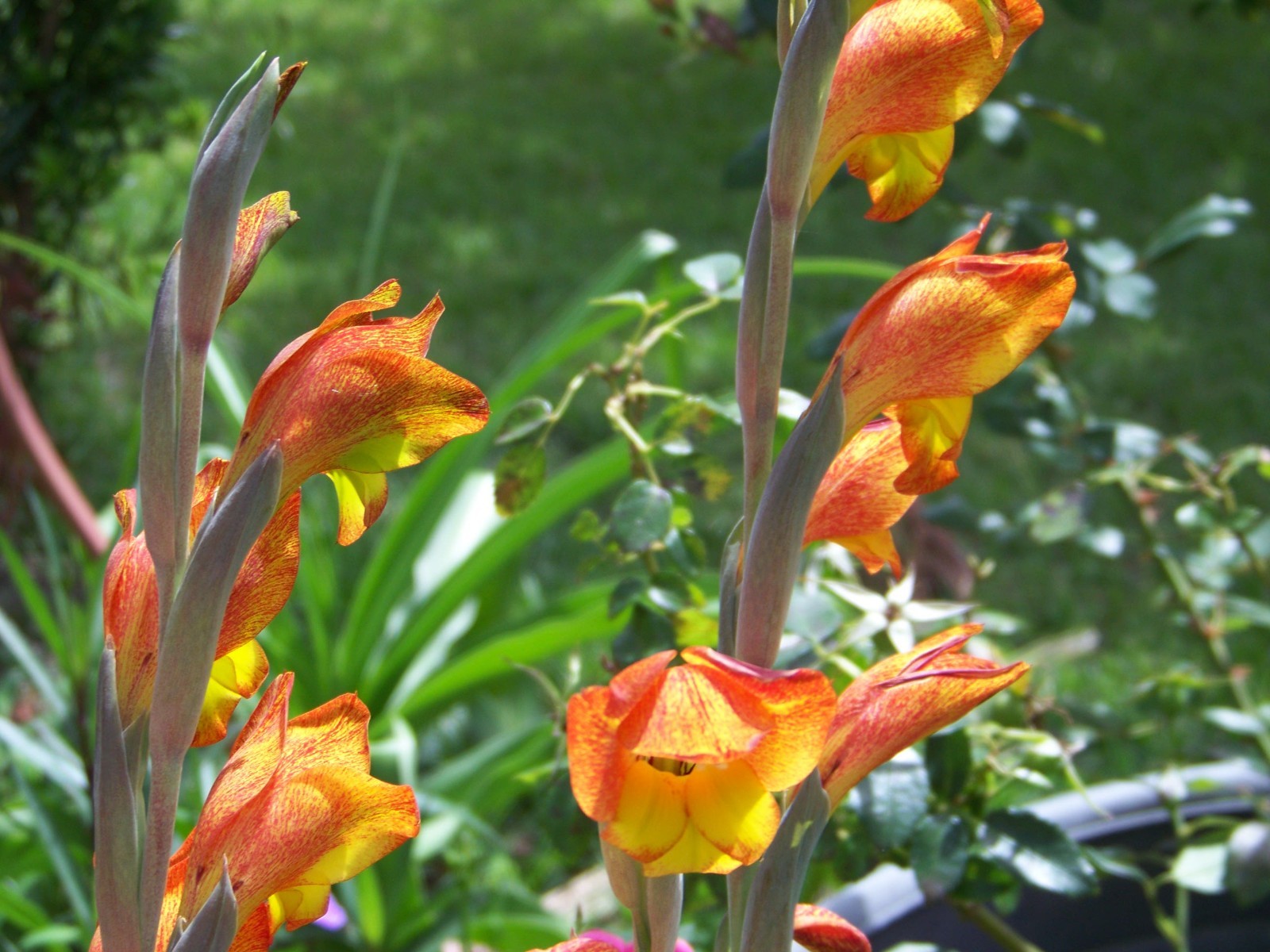 25 Flower Bulbs – Amaryllis, Daylilies, Crinum lilies, Iris, Gladiolus, & More
