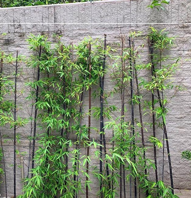 50+Black Bamboo seeds Bamboo Bonsai Garden Home Decoration Cold Resistance USA