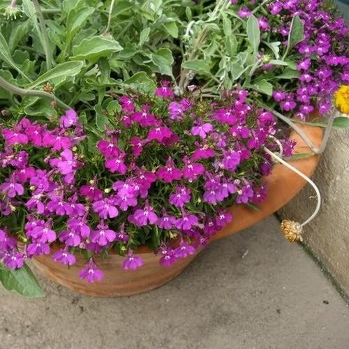 5000 Seeds Lobelia Seed – Lobelia Erinus Rosamund Ground Cover Seeds AAS Winner