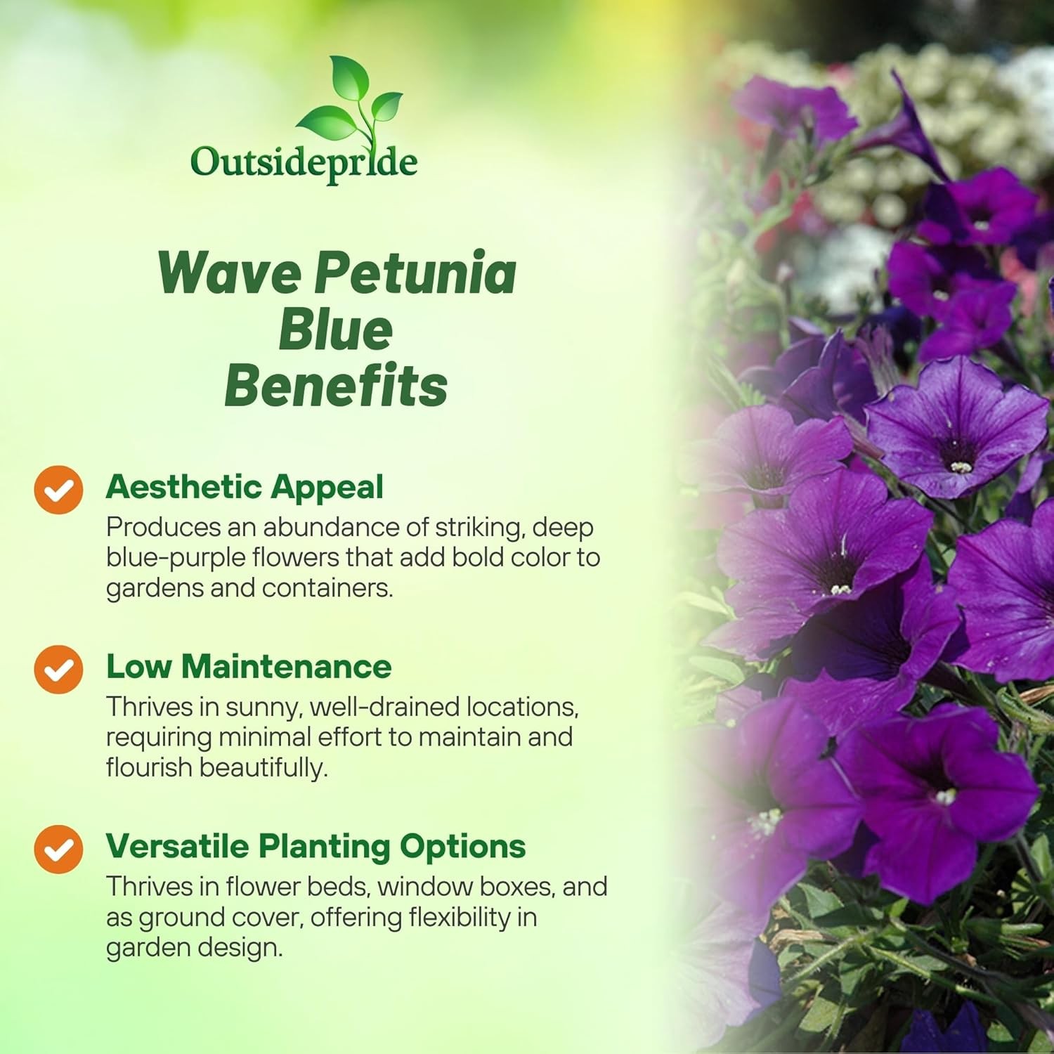30 Seeds Blue Easy Wave Spreading Petunia Flower Seeds