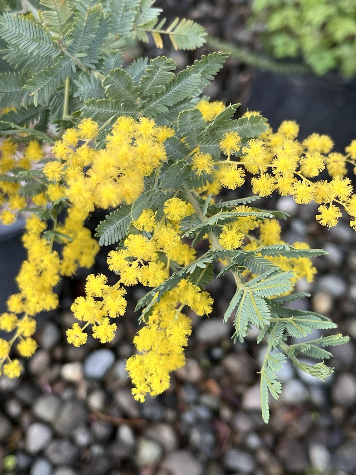 Acacia Species Assortment Packs (101 species) 5+ seeds each species