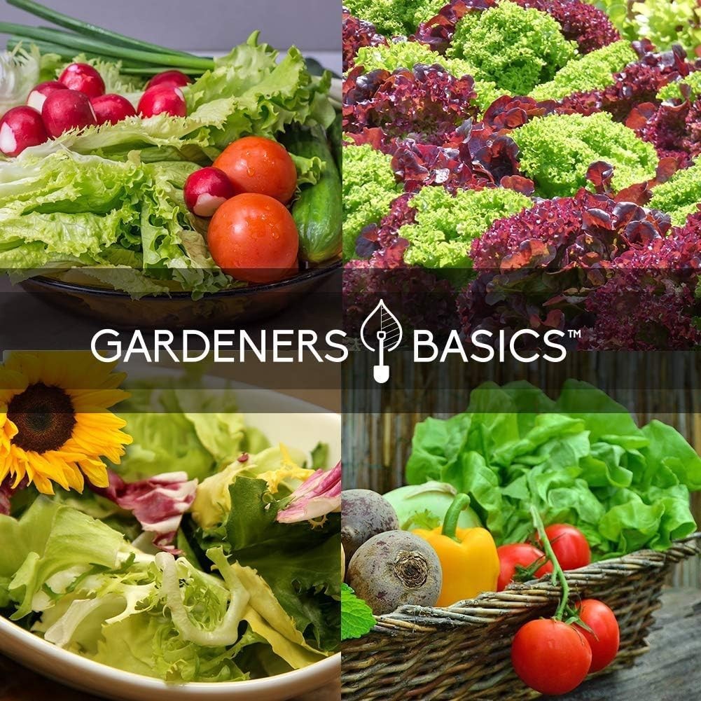 Drought Tolerant Heirloom Vegetable Seed Bundle – 5 Salad Greens Assortment