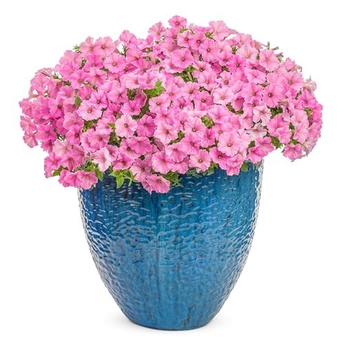 Petunia Plants – Supertunia Vista Bubblegum – 4 Pack – Annual Spring & Summer Bl
