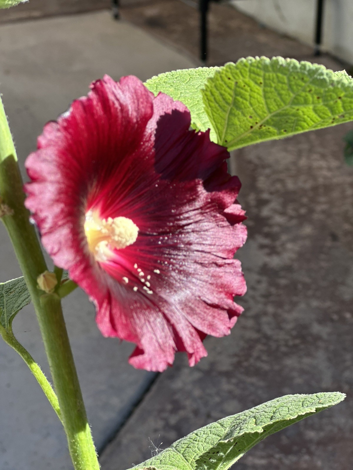 Burgundy Hollyhock Seeds w/ 80% Germination, Fresh 2026 , 100 Seeds