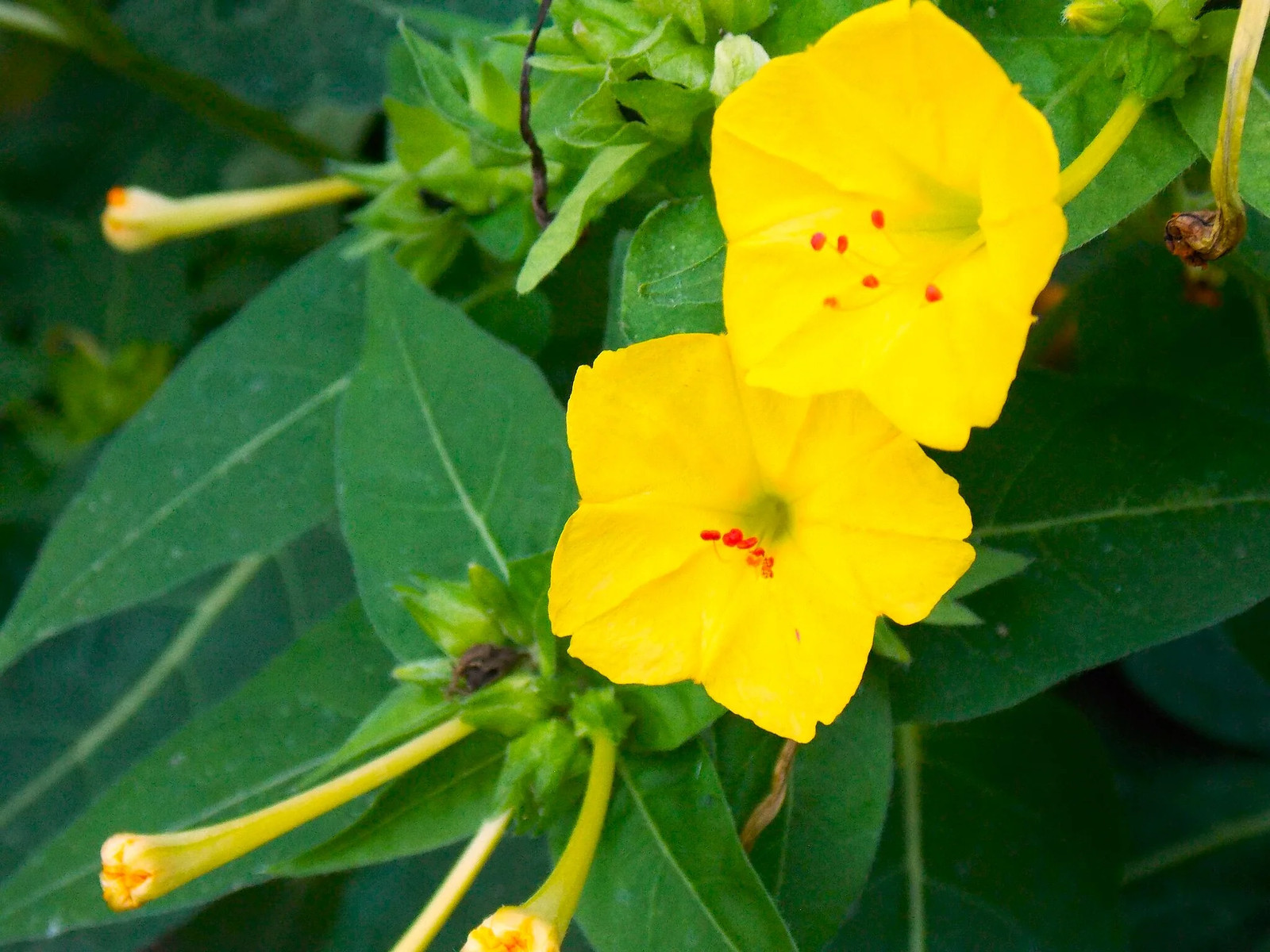 Yellow Four O’ Clock Seeds | Mirabilis Jalapa Marvel of Peru Flower Seed 2025