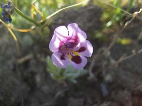 Mimulus tricolor | Monkey Flower | 20 Seeds