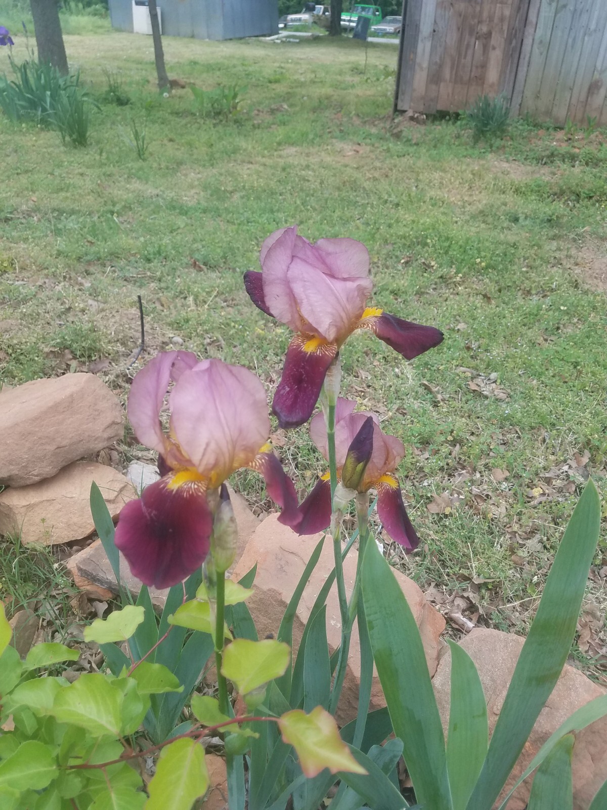 “100 Mixed Variety Bearded Iris– GREAT VALUE• Fresh•Hardy•EASY to Grow