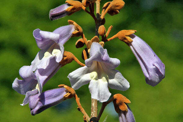 Paulownia tomentosa | Empress or Princess Tree | 50 Seeds
