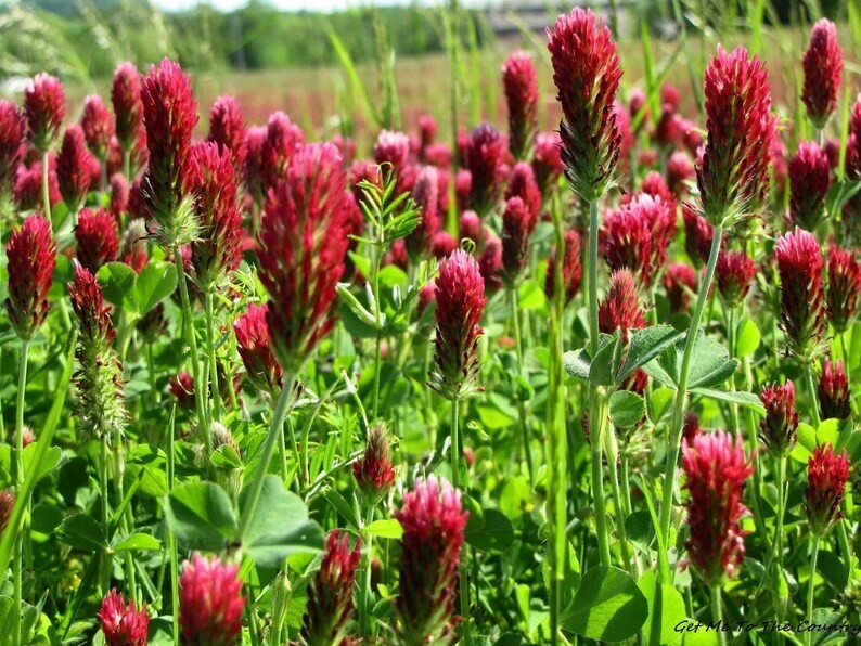 600+ Clover CRIMSON RED SEEDS – Pollinator Food – Cover Crop – NON GMO — FRESH