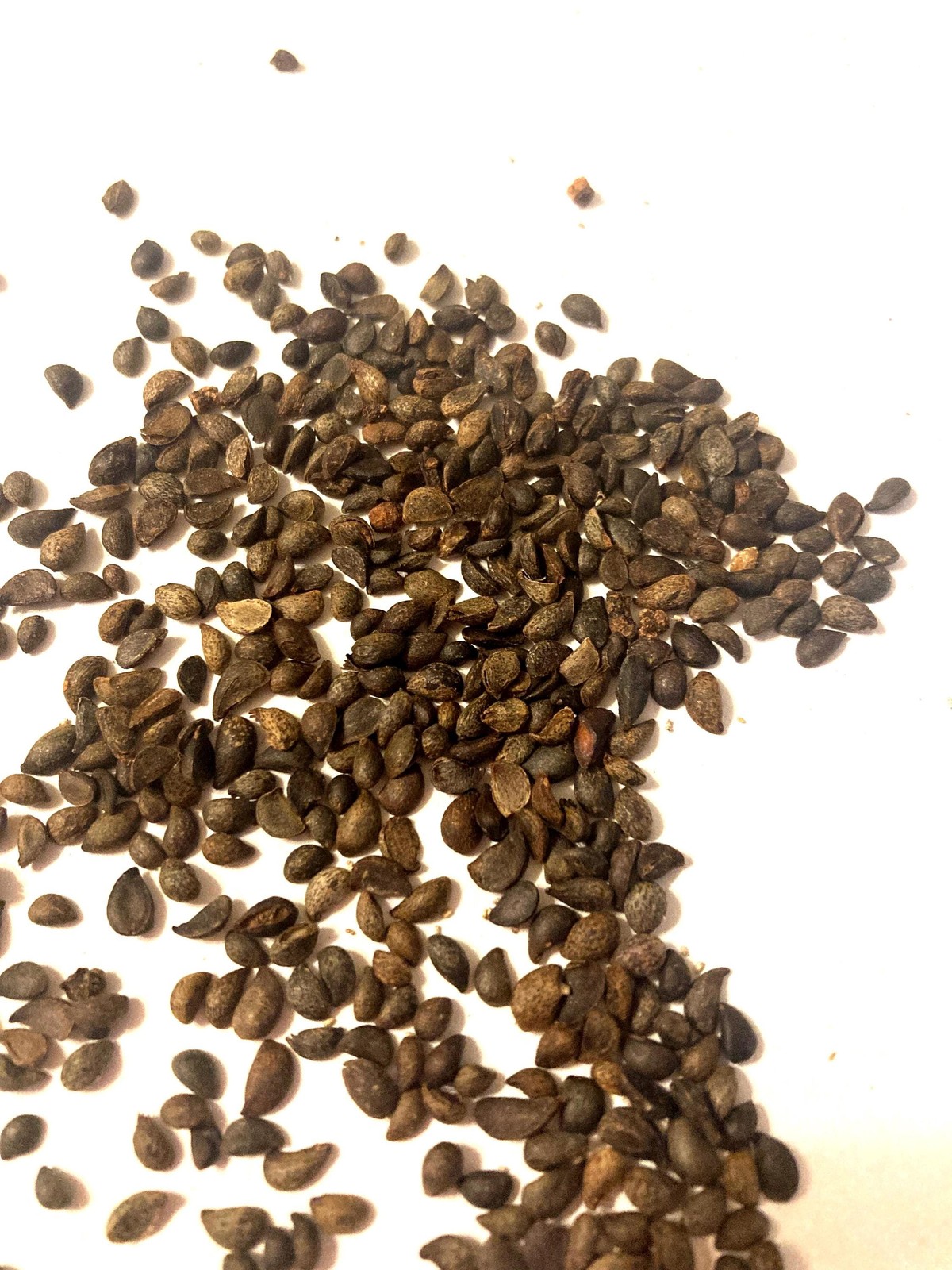 Bradford Pear Seeds (Pyrus Calleryana) Callery Pear