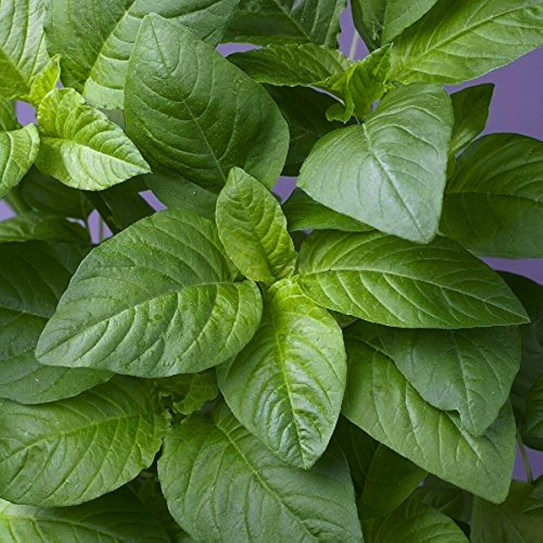 Fresh Green Leaf Amaranth Seeds | Lu Hsien | Heirloom Non-GMO | Asian Vegetables