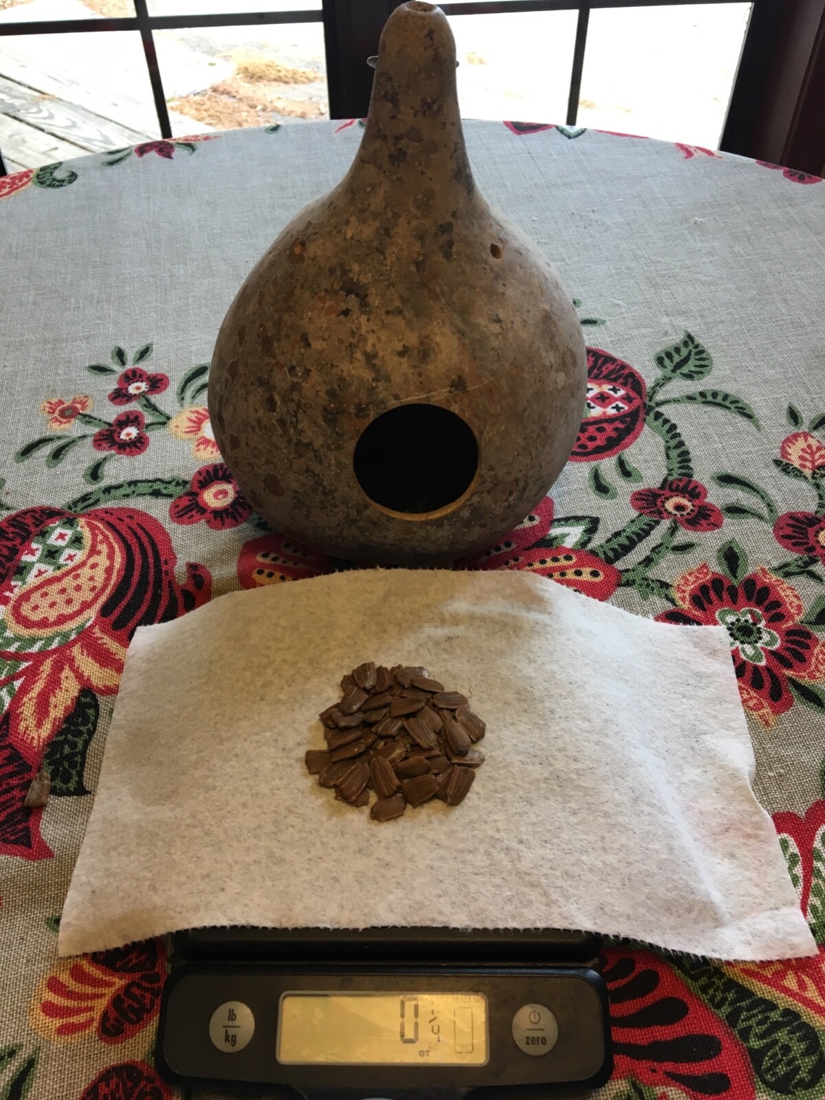 50+ Purple Martin birdhouse gourd seeds – the original from Alabama gourd seeds