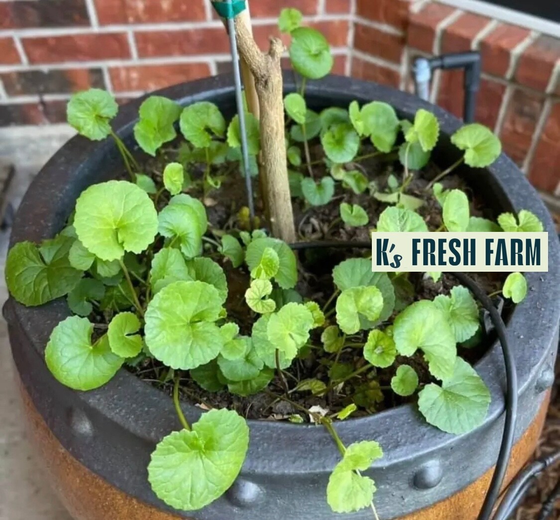 PENNYWORT , GOTU KOLA, CENTELLA ASIATICA SEEDS, HẠT RAU MÁ LÁ LỚN (+200 PCS)