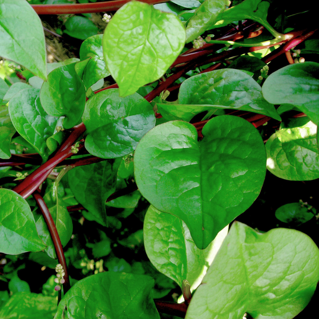 Fresh Red Malabar Spinach Seeds | Mong Toi | Heirloom Non-GMO | Asian Vegetable