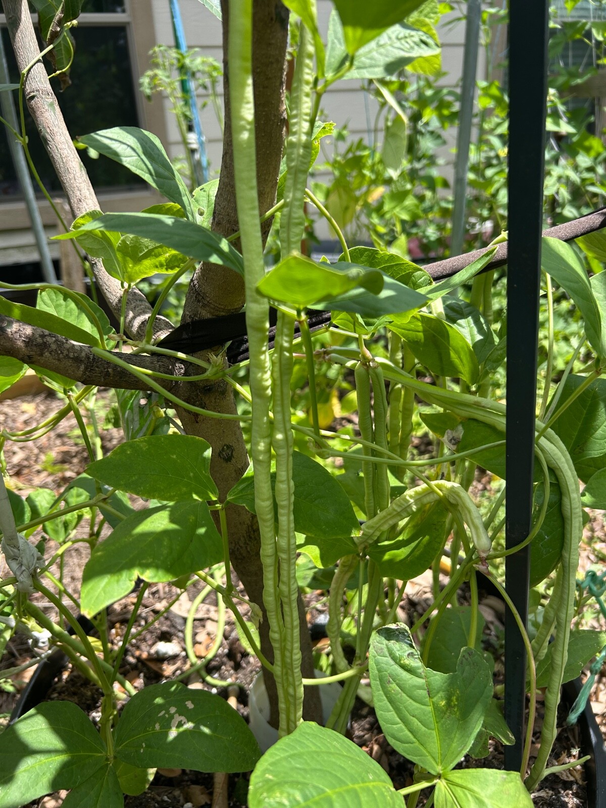 50+ Dark Green Yard Long Bean seeds Chinese Asparagus Heirloom