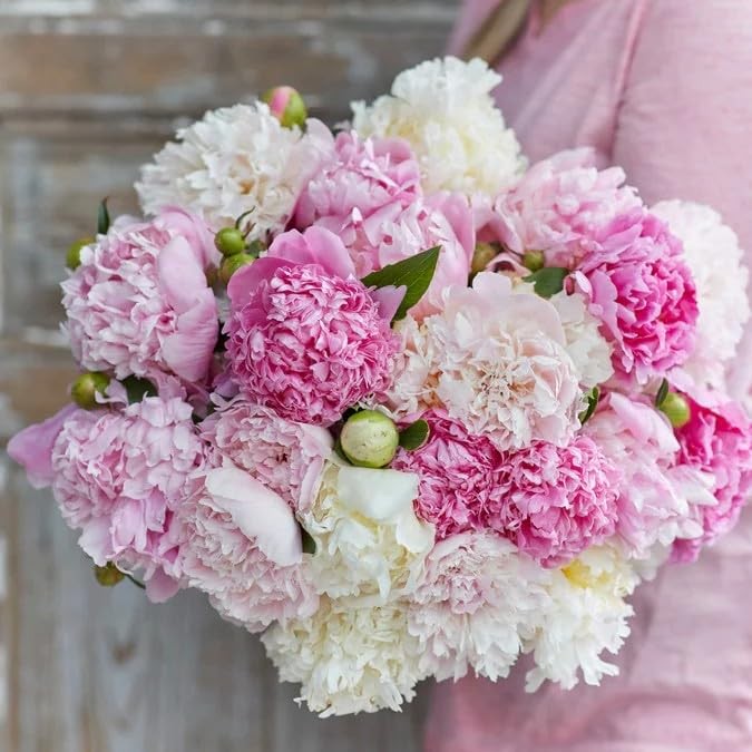 98 Mixed Peony Seeds for Planting – Colorful Perennial Flower Seeds, Heirloom…