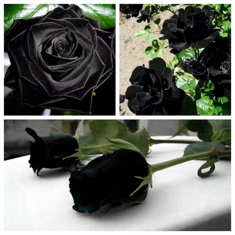 20 SEEDS for Black/Gray RARE hybrid Rose flower bud bush exotic plant USA Seller