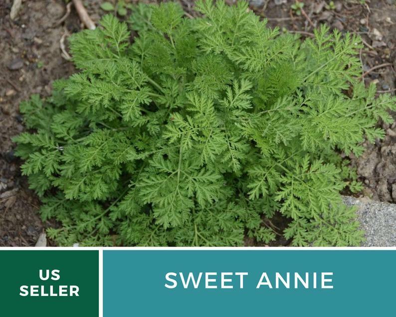 Sweet Annie – 50 Seeds – Medicinal Herb – GMO Free (Artemisia annua)