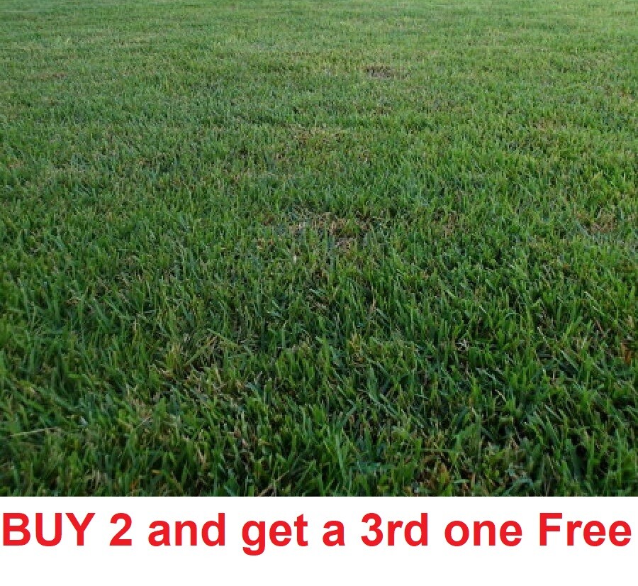 Zenith Zoysia Grass 1000 seeds starter kit