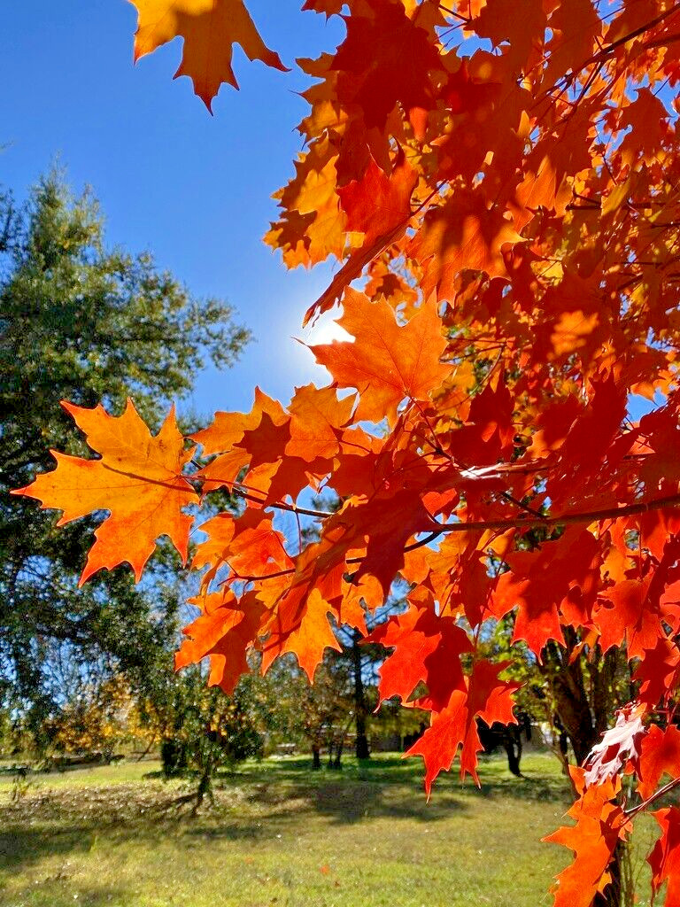 Southern Sugar Maple Tree | Premium Seeds | Acer saccharum ‘Summer’ | Plants’®