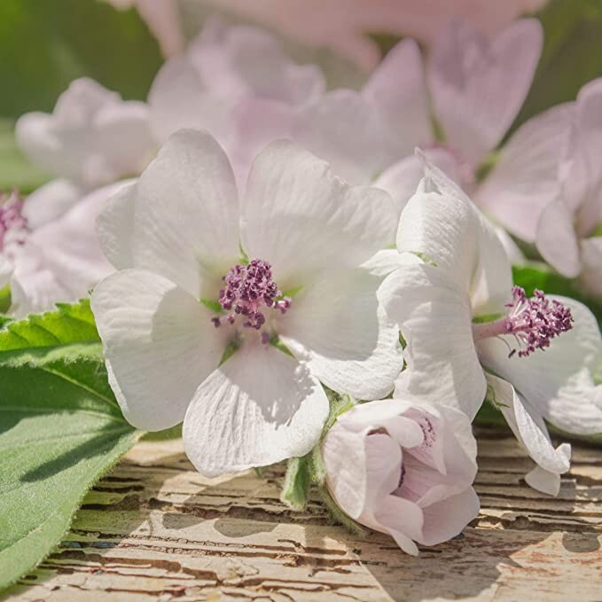 30 seeds| Marshmallow Flower seeds #6002