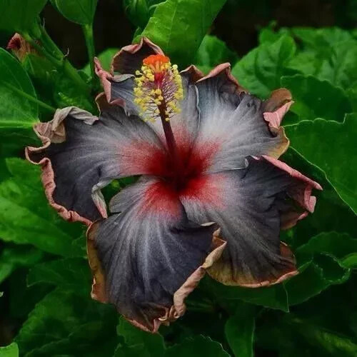 20 Black Pink Purple Hibiscus Seeds Perennial Flower Flowers Seed Bloom 249