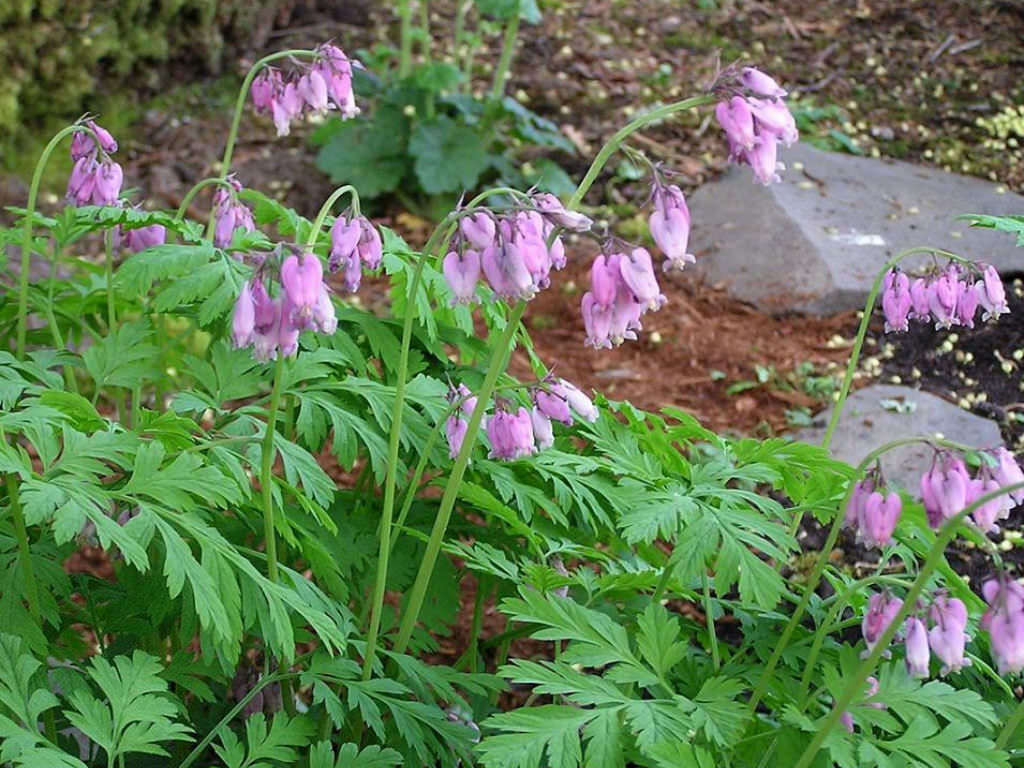 FRINGED BLEEDING HEART~DICENTRA FORMOSA~LIVE PLANTS~BARE ROOTS~FLOWERS FOR SHADE