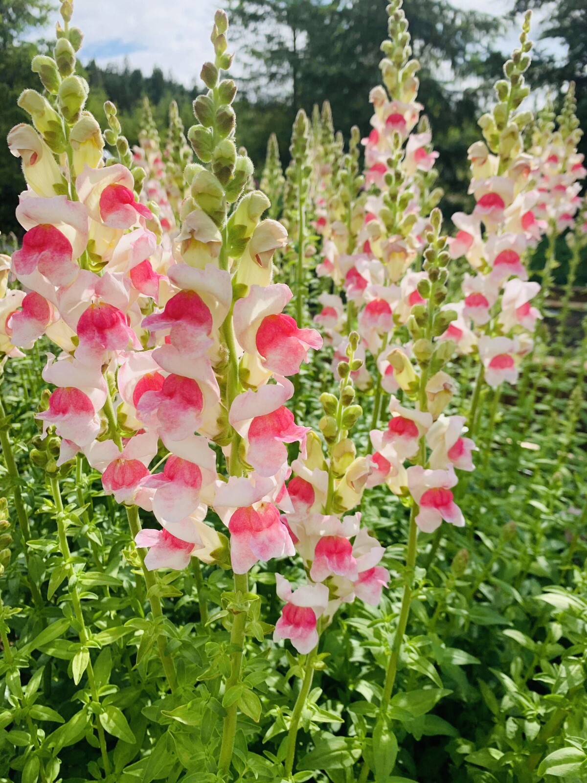 BOGO 1/2 OFF SNAPDRAGON APPLE BLOSSOM BOUQUET FLOWER SEED NONGMO FRESH HARVEST