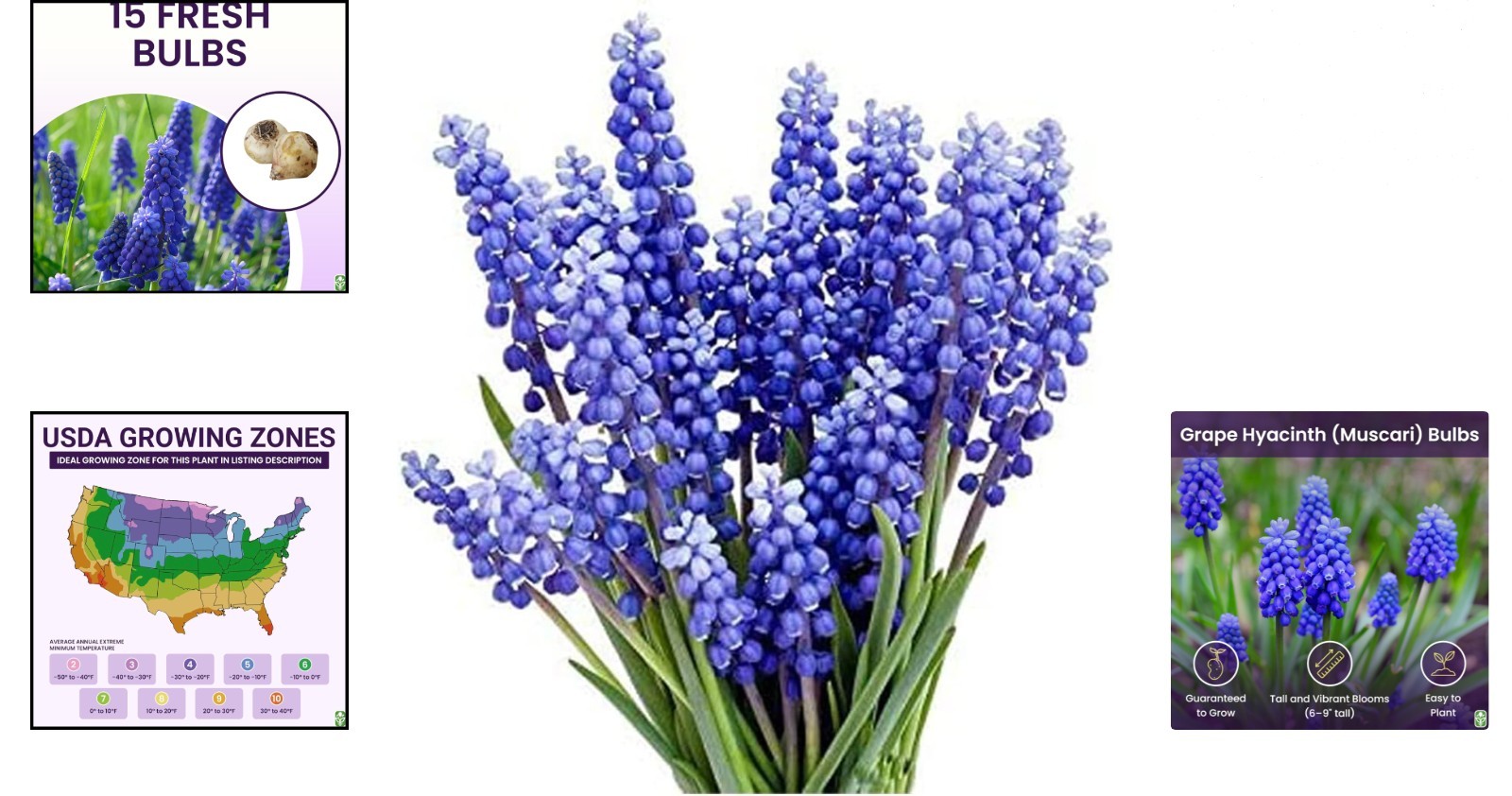 Muscari Armeniacum Bulbs – 15 Count for Stunning 6-8 Inch Spring Display