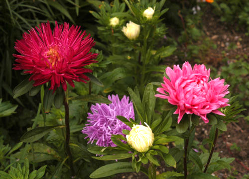 aster, POWDER PUFF MIX CHINA ASTER easy to grow cut flower, 375 seeds! groco USA