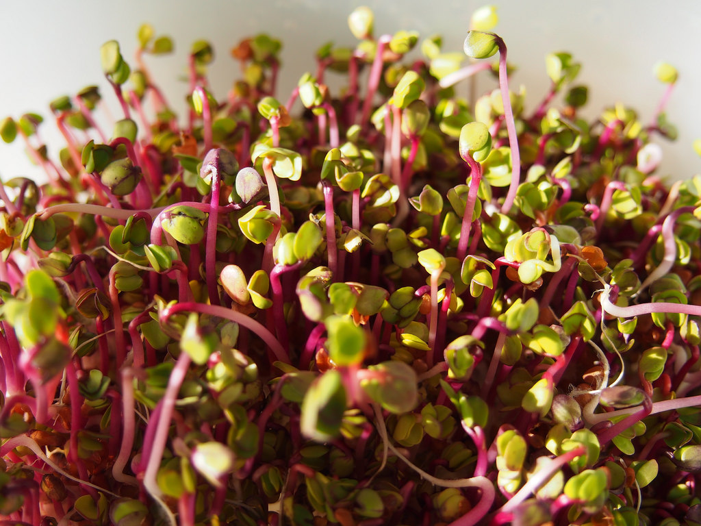 250 RED ARROW SPROUTING RADISH MiniGreen Daikon Raphanus Sativus Vegetable Seeds