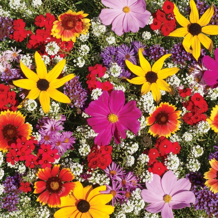 Monarch Butterfly Wildflower Mix Seeds 100+ COLORFUL WILDFLOWERS MILKWEED