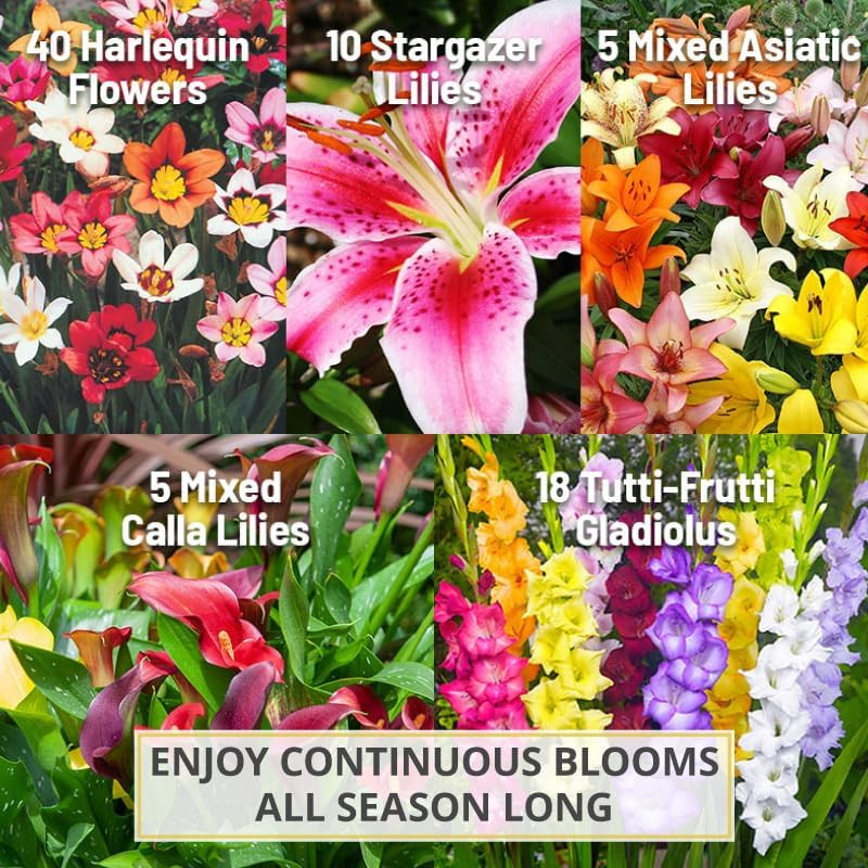 Complete Flower Bulb Garden – 75 Bulbs for 50 Days of Continuous Blooms (Summer