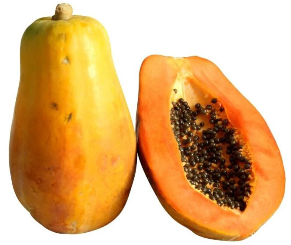Papaya (Maradol) Seeds (15) / ORGANIC / FLORIDA GROWN / TROPICAL FRUIT