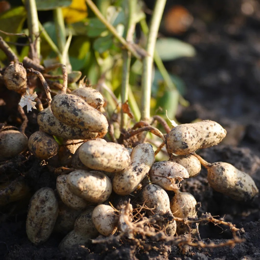 100 pcs Peanut Seeds for Planting. Raw Virginia Peanuts Seed for Home Garden